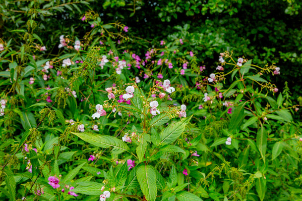 Thumbnail: _JA 40725 Natur pur.jpg